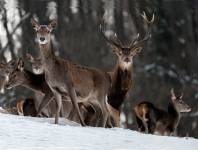 Pierre RICH - Rich Photographe